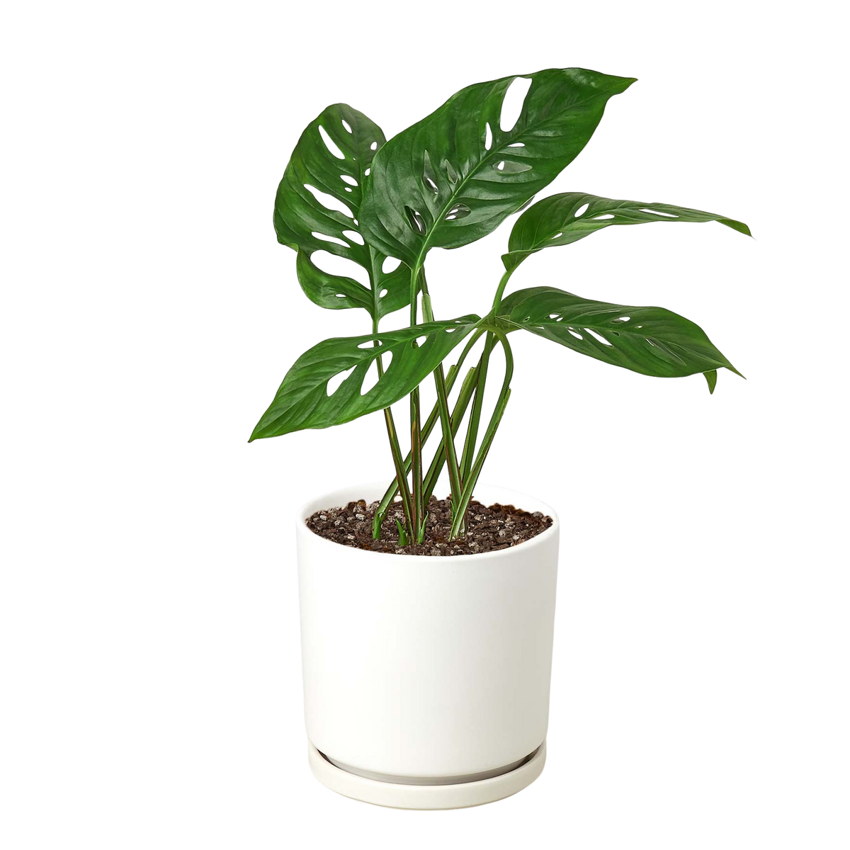 Monstera Adansonii 'Swiss Cheese'